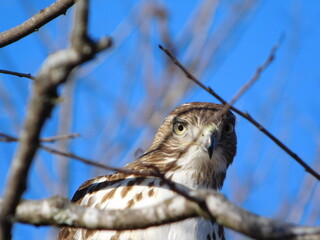 A hawk looking into the camera