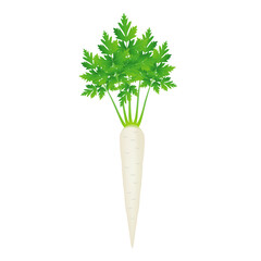 Root parsley with leaves on a white background.