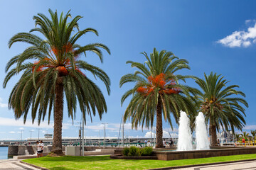 Obraz premium Date palms on the promenade at the port of Funchal, Madeira, Portugal,Europe