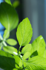basil leaf macro photography