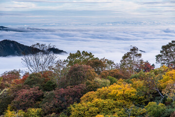 雲海と紅葉と山