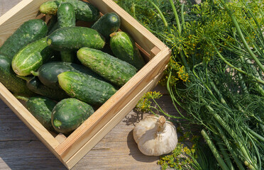 Cucumbers in a wooden box, garlic and herbs for pickling on a rough table in the garden of a country house.
