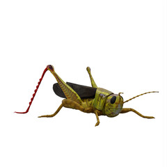 Green Grasshopper