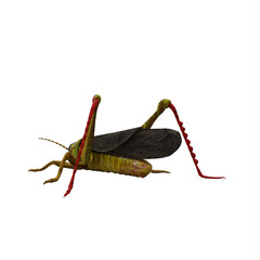 Green Grasshopper