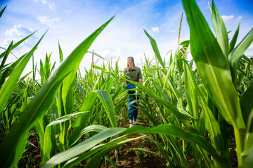 Farmer or an agronomist inspect a field of corn cobs. The concept of agricultural business....