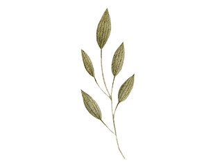 leaves isolated on white