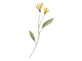 flower isolated on white