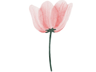 pink flower isolated on white