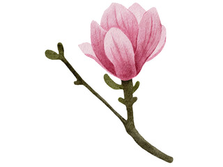 Pink Blossom Watercolor