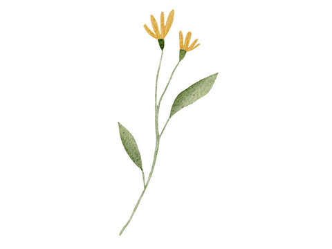 flower isolated on white