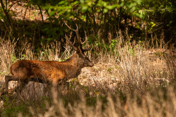 cerf 