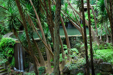 Fototapeta na wymiar Tropical Garden ,Monte Palace, Monte, Funchal, Madeira , Portugal, Europe