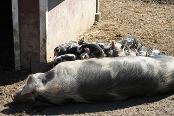 Mother pig feeding her piglets