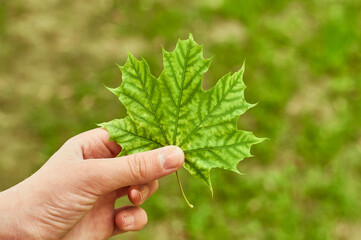 Naklejka na ściany i meble Green maple leaf. Maple leaf is held in hand.