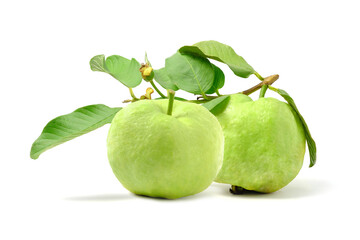 Fresh Guava with leaves (tropical fruit) on white background