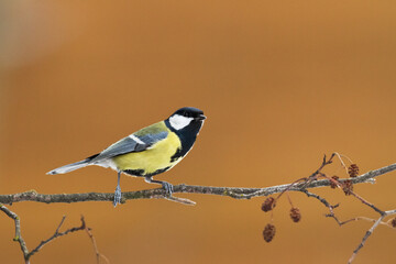 Colorful great tit ( Parus major ) perched on a tree trunk, photographed in horizontal, amazing...