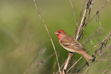 Common Rosefinch Erythrinus carpodacus Bird, small migratory bird in red feathers, male summer time Poland, Europe