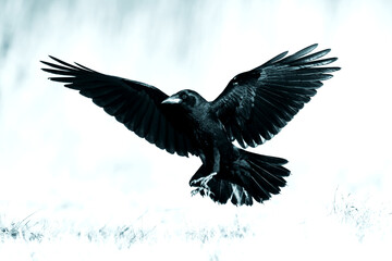 Rook Corvus frugilegus flying black bird isolated on white background