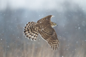 Birds of prey Goshawk Accipiter gentilis juvenile bird hunting time Poland Europe bird flying