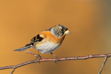 Bird Brambling Fringilla montifringilla male sittting on the branch, winter time orange background, Poland Europe, migratory bird