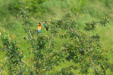 Merops apiaster - Vlha Pestra colorful bird in wild nature on meadow in sunny weather with beautiful bokeh