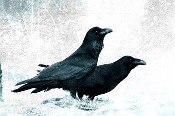 two Birds Common Raven Corvus corax, dark style big black scary bird walking on the meadow, white...