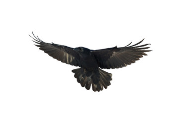 Bird flying raven isolated on white background Corvus corax. Halloween - obrazy, fototapety, plakaty