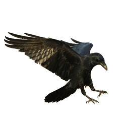 Bird flying raven isolated on white background Corvus corax. Halloween