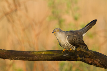 Cuckoo, Cuculus canorus, single bird - male on green background	