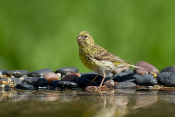 Bird European serin Serinus serinus perched drinking water, Poland Europe