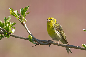 Fototapeta premium Bird European serin Serinus serinus perched on the tree, Poland Europe