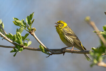 Bird European serin Serinus serinus perched on the tree, Poland Europe