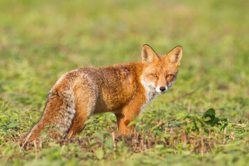 Obraz na płótnie Canvas Fox Vulpes vulpes in autumn scenery, Poland Europe, animal walking among autumn meadow in amazing warm light