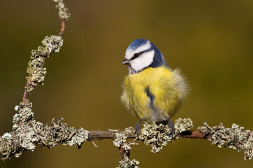 Fototapeta premium Bird - Blue Tit ( Cyanistes caeruleus ) perched on tree winter time small bird on blurred background