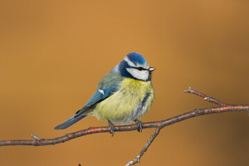 Bird - Blue Tit ( Cyanistes caeruleus ) perched on tree winter time small bird on blurred background