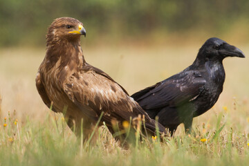 Birds of prey - Lesser Spotted Eagle ( Aquila pomarina )