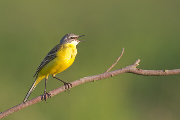 Small bird Yellow Wagtail sitting on tree male Motacilla flava