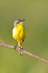 Small bird Yellow Wagtail sitting on tree male Motacilla flava