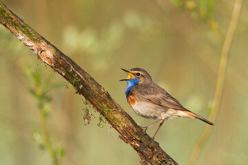 Bird Bluethroat Luscinia svecica migratory small bird singing and perching spring time amazing morning Poland Europe a bird that lives in reeds in river valleys