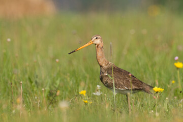 Bird with long beak Black-tailed Godwit Limosa limosa walking on green meadow spring time in Narew river valley, Poland Europe