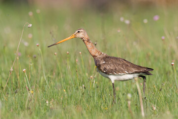 Bird with long beak Black-tailed Godwit Limosa limosa walking on green meadow spring time in Narew river valley, Poland Europe