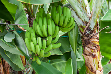 Bananatrees in the wine and fruit growing area of Fajã dos Padres, Madeira, Portugal, Europe - obrazy, fototapety, plakaty