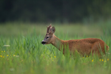 male roe deer Capreolus capreolus Majestic roe deer, capreolus capreolus, approaching on green...