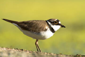 Fototapeta premium Little Ringed Plover Charadrius dubius on amazing blurred background, summer time Poland Europe