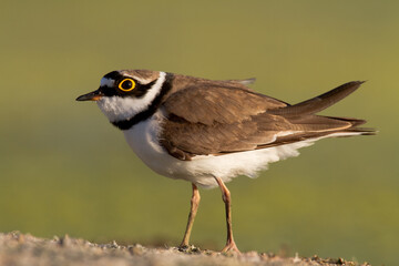 Little Ringed Plover Charadrius dubius on amazing blurred background, summer time Poland Europe