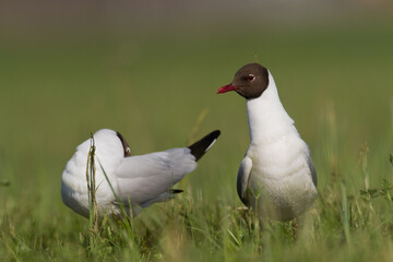 Bird black-headed gull Chroicocephalus ridibundus on green background spring time Poland, Europe