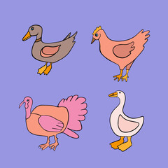 Vector isolated set of poultry.
Domestic fowl.