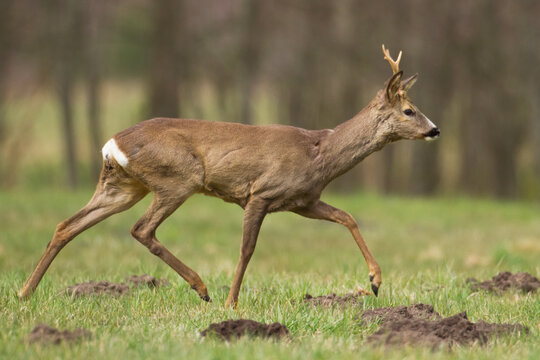 male roe deer Capreolus capreolus Majestic roe deer, capreolus capreolus, approaching on green meadow in spring. Male mammal with orange fur walking through grass