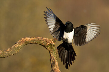 Bird - Common magpie Pica pica flying bird, very smart and clever bird with black and white plumage on brown background	