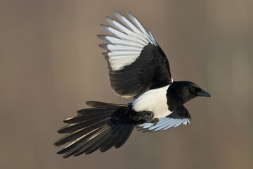 Bird - Common magpie Pica pica flying bird, very smart and clever bird with black and white plumage on brown background	